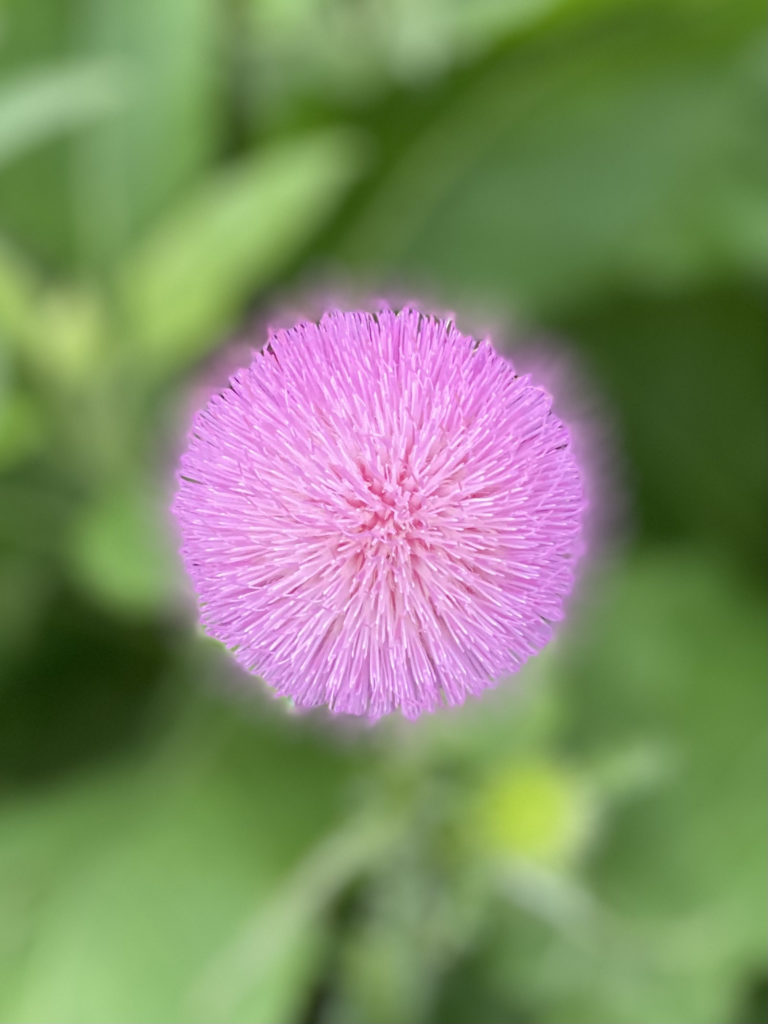 Thistle in Portrait Mode