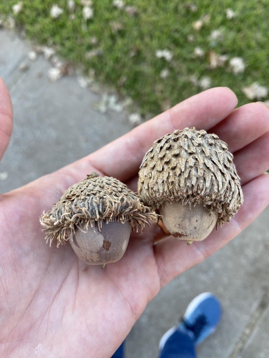 Giant Acorns