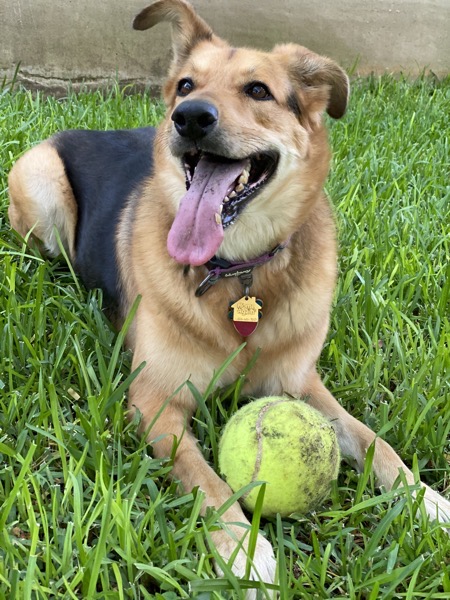 Pasta With Ball