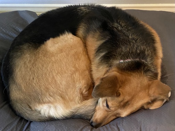 Circle dog