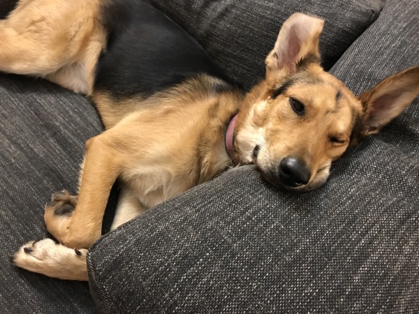 Dog on couch